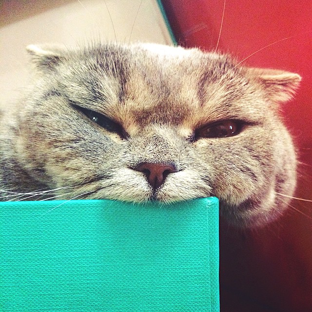 The 'Einstein' cat.
