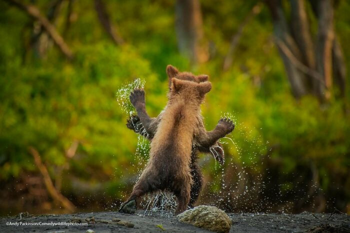 Let's Dance By Andy Parkinson