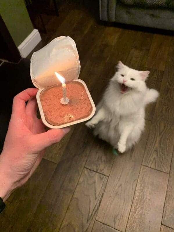 "Birthday… cake?"