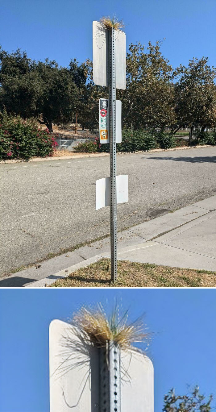 "Grass Growing Out Of This Sign"