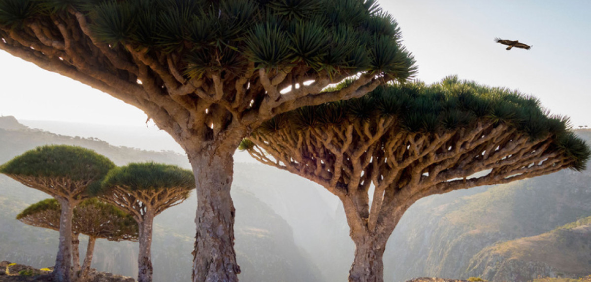 16 Socotra Island Animals Found Nowhere Else