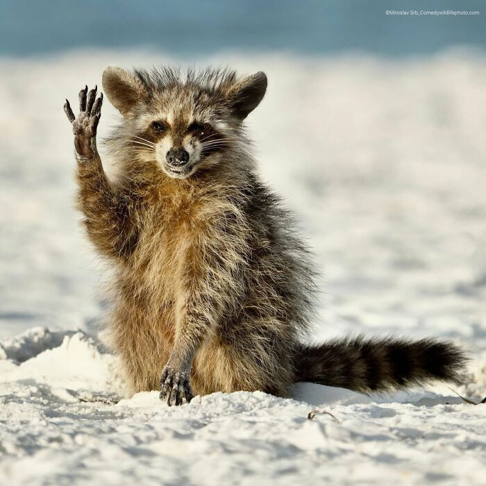 Hello Everyone By Miroslav Srb