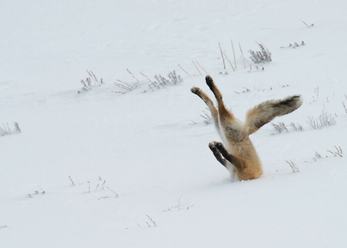 Fox Chase By Angela Bohlke