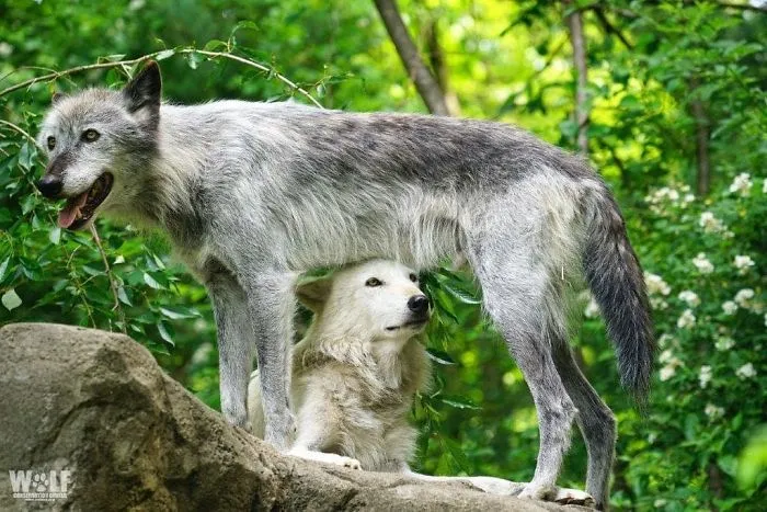 At the Wolf Conservation Center, Alawa and Zephyr are known as the