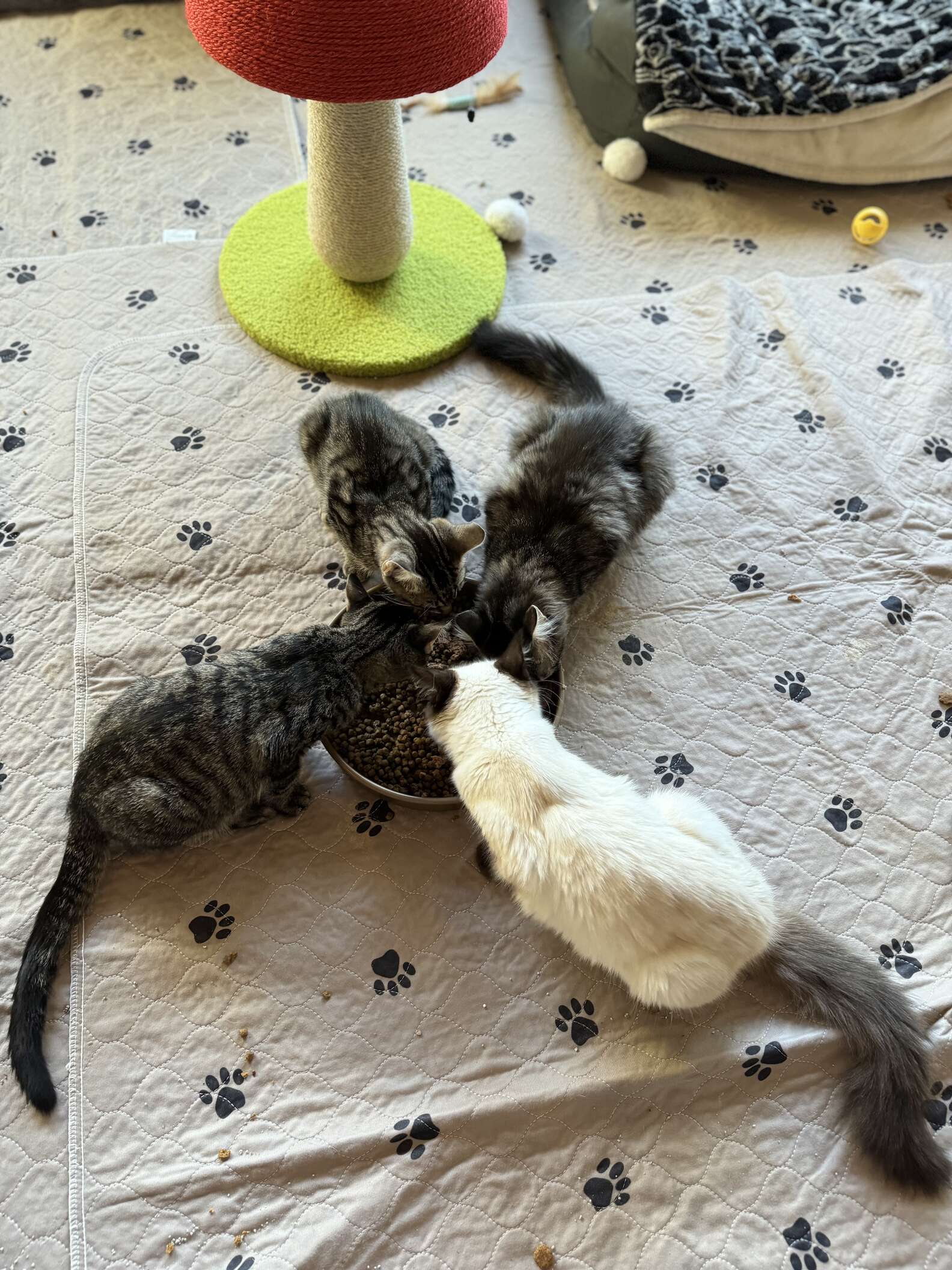 Four of the Sailor kittens, Rudder, Bilge, Lazzarette, and Passerelle, were welcomed by fosterer Nathan Light