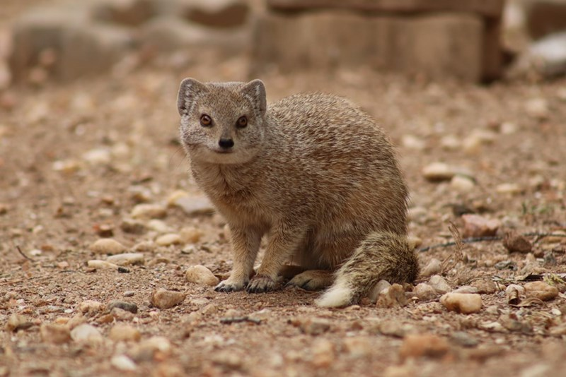 21. Mongoose