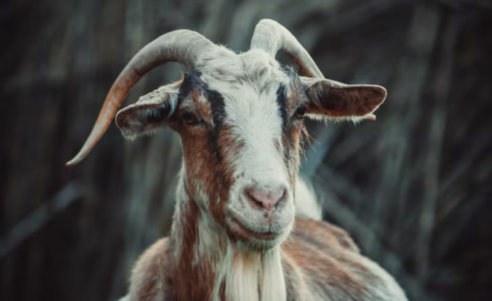 Kid vs Lamb