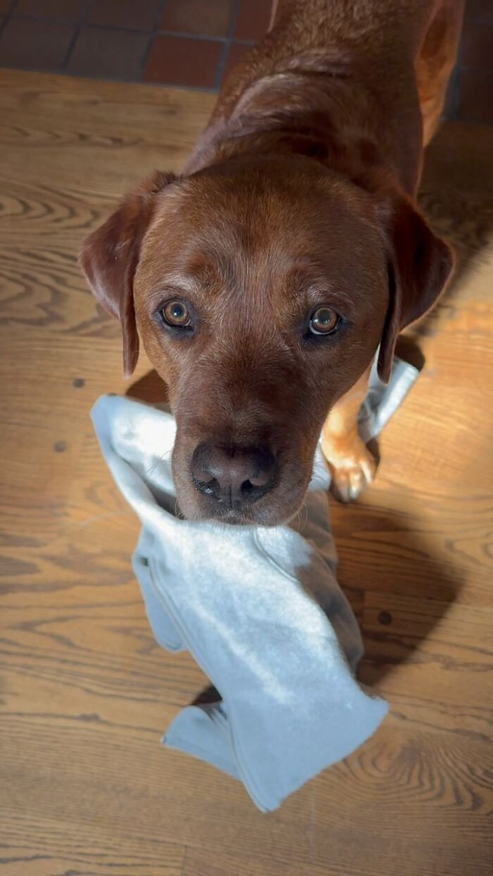 Leo has this habit of bringing Samantha random household items.