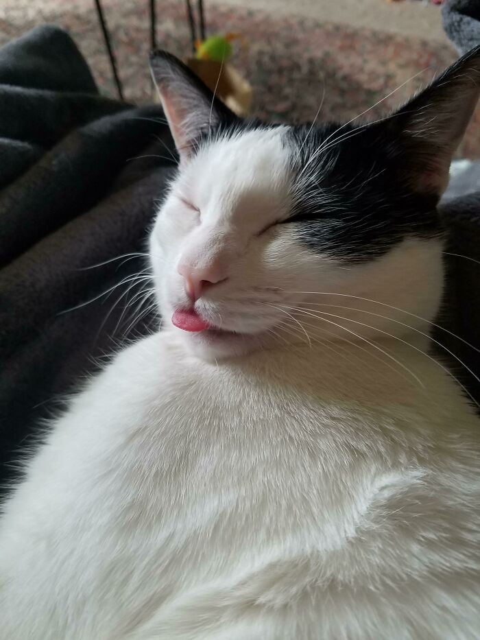 26. I Got Up To Check The Mail, Looked Over And Was Greeted With A Wonderful Blep