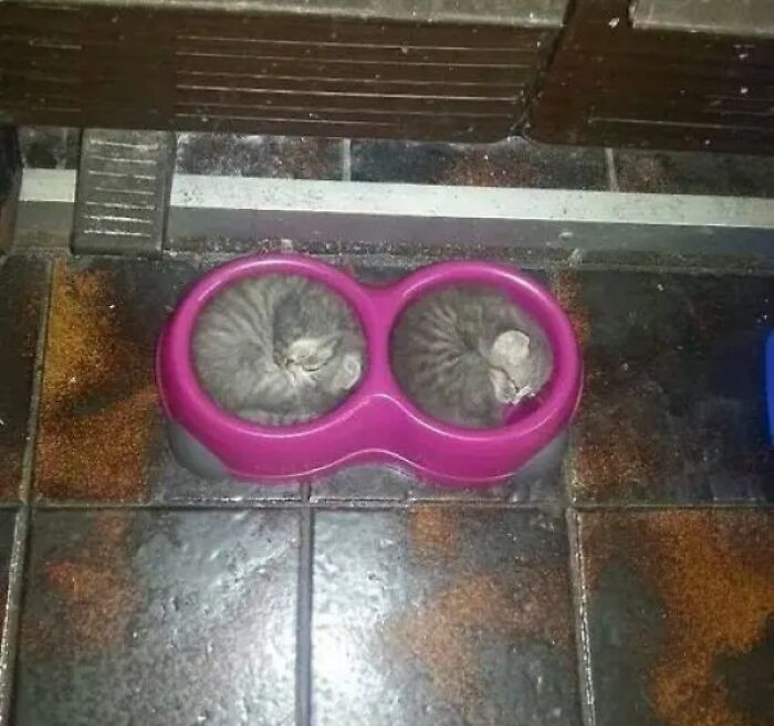 29. The Cat Water Bowl Is Filled