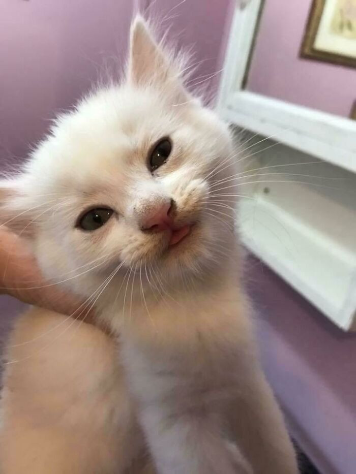 10. My Neighbor Saved This Cat Yesterday And Captured A Very Happy Blep :p