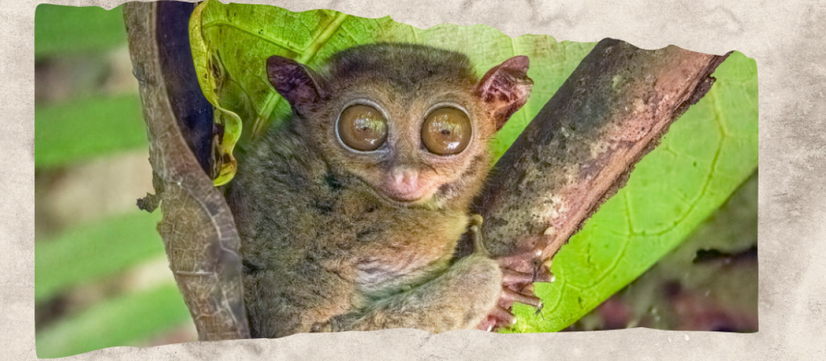 12 Animals With Big Eyes and the Surprising Reasons They Need Them