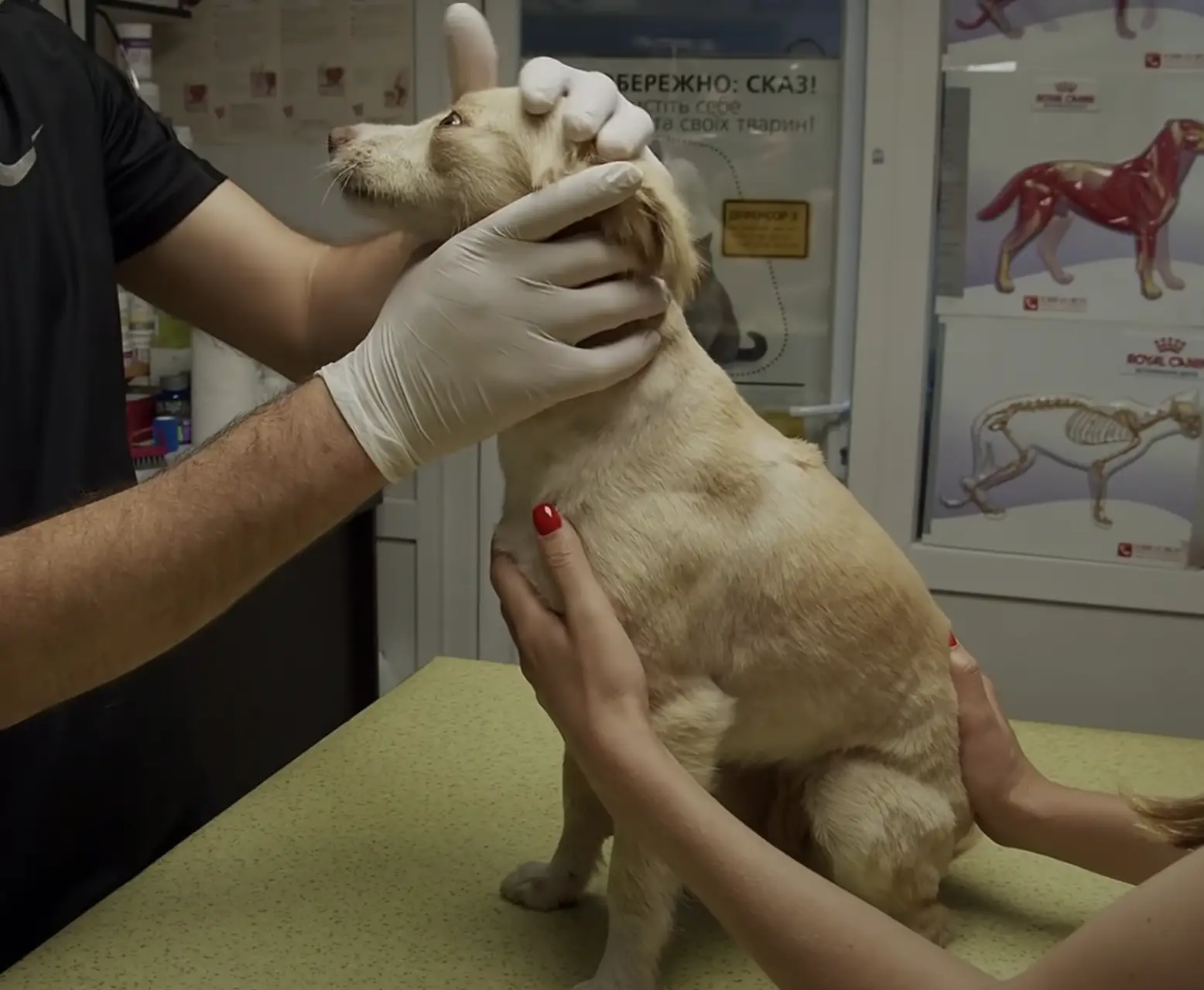 Linda, a rescued pup, received basic vet care and grooming before settling into a loving home with regular meals.