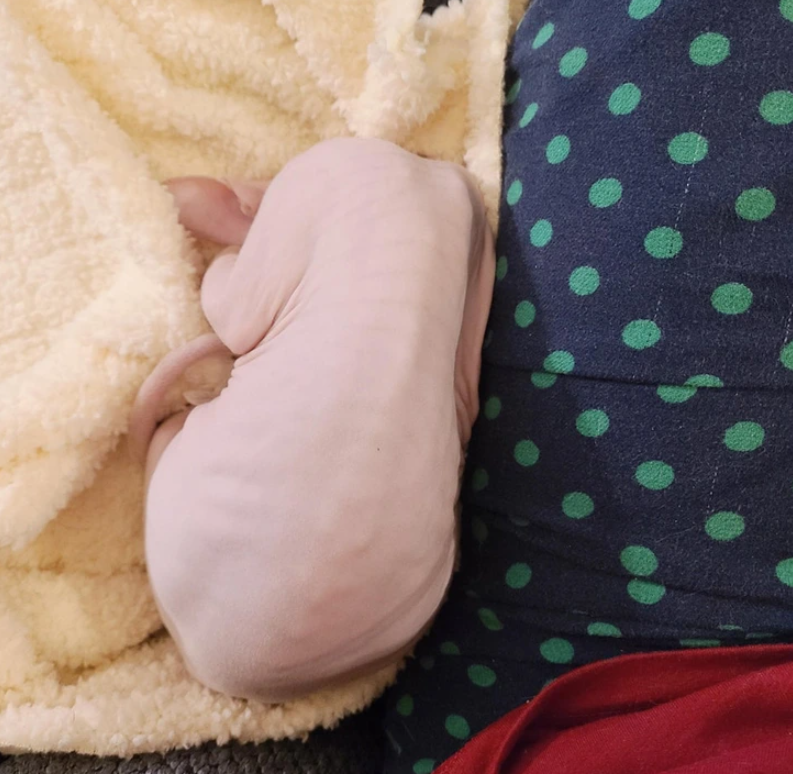 2. "Raw Sphynx Chicken"