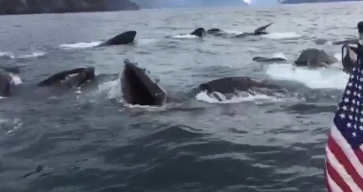 The whale clan swiftly dashes away, barely gracing the screen for a fleeting moment.