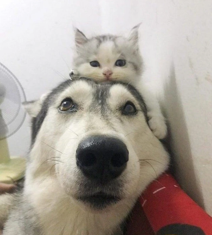 12. "Meeting My New Pal"