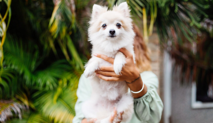 Food Names for Small Dogs