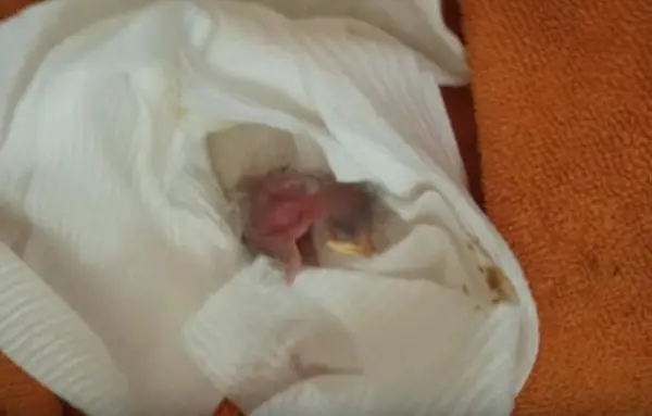 Unexpectedly, a small starling chick appeared.