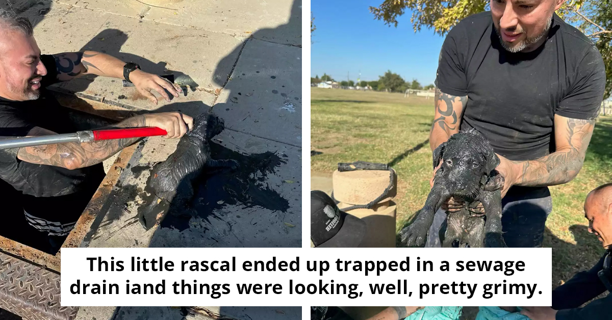 Brave Officers Take Heroic Dive Into Vile, Muck-Ridden Sewage Drain To Retrieve Adorable Puppy Trapped Inside