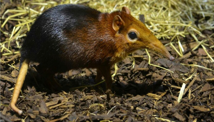 The Elephant Shrew, Clearly Not As Large As An Elephant. (Macroscelididae)