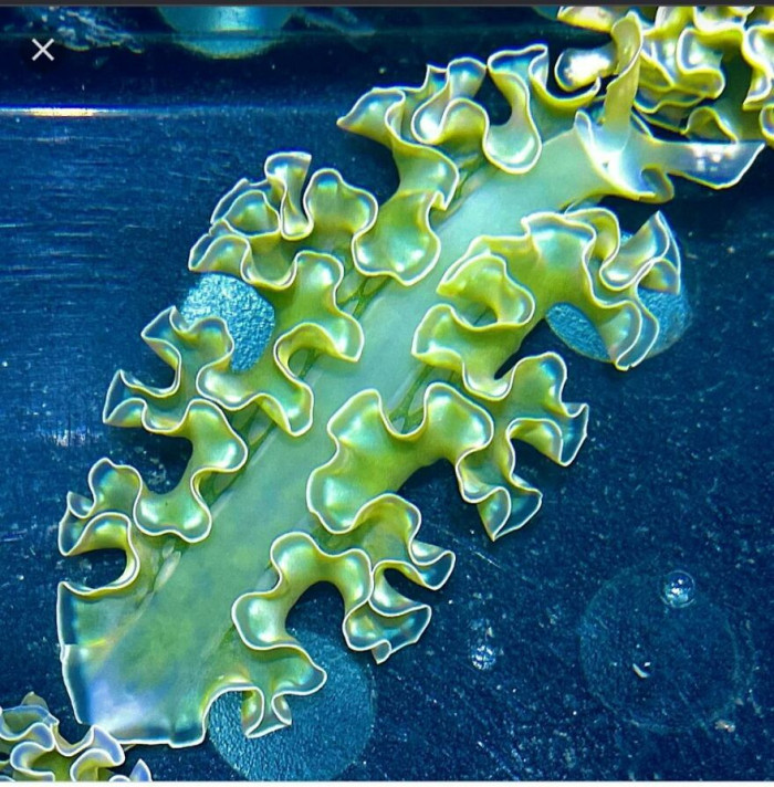 So Many Beautiful Animals In The Ocean, And The Lettuce Sea Slug (Elysia Crispata) Is Among Them!