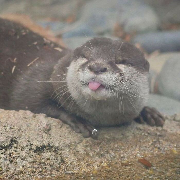 28. Hope It’s Not Been Posted Before, Because This Is Freaking Adorable!