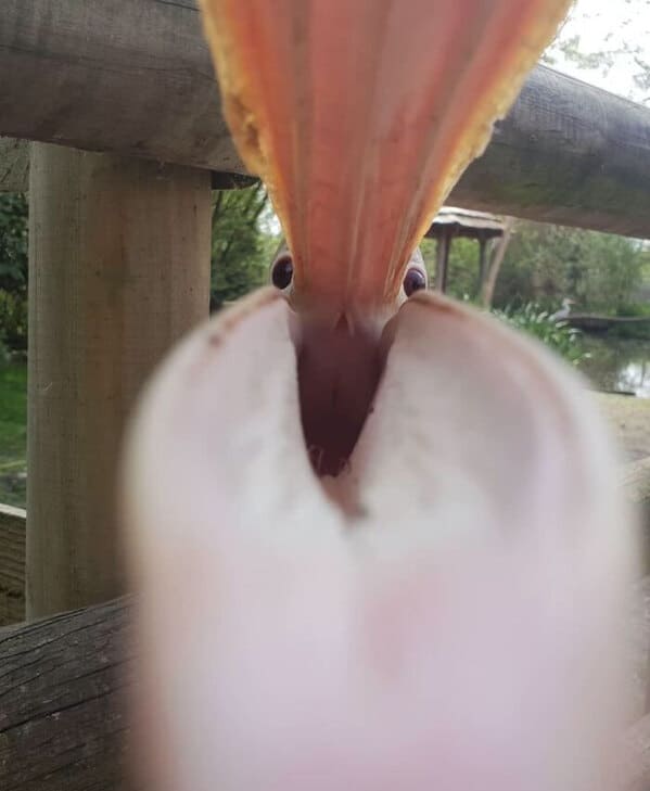 2. “This Photo Of A Pelican Trying To Eat My Phone”