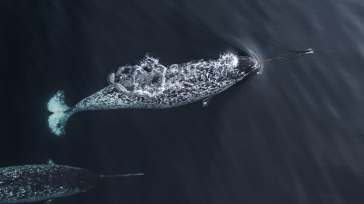 Fun Facts About Narwhals: The Real Animal Behind the Unicorn Myth