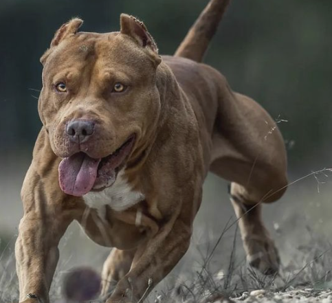 One user wanted to specifically know which kind of pit bull the neighbor took home.