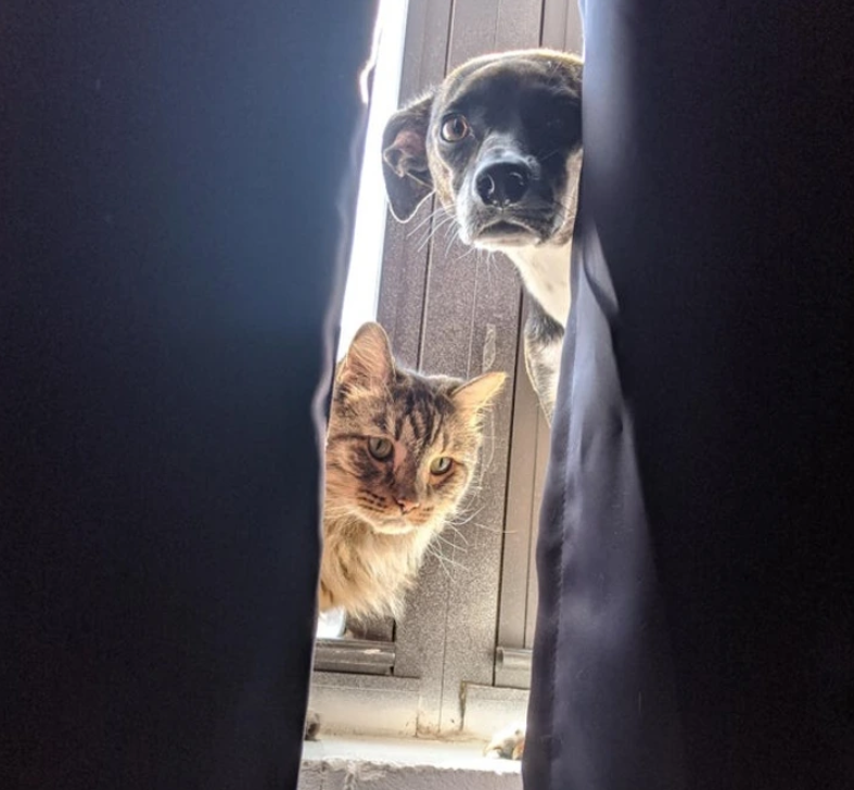 11. "Guess who I discovered hiding together on the windowsill behind the curtains?"