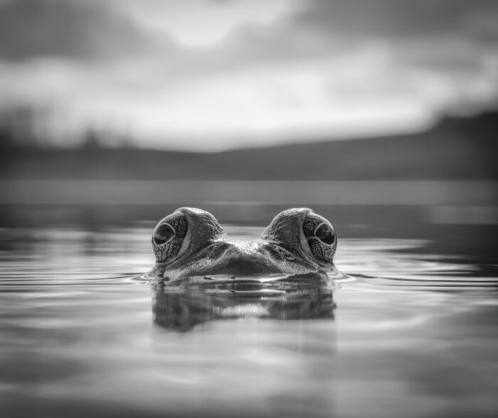 “Monochrome Stare”