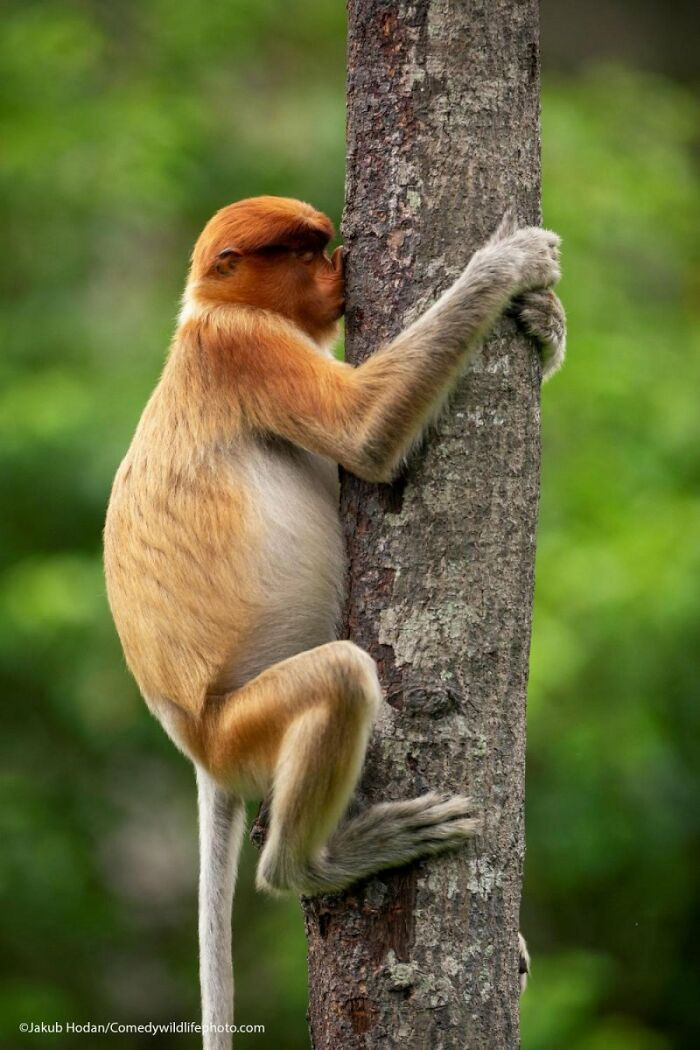 Treehugger By Jakub Hodan