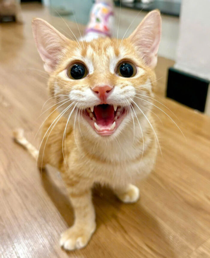 40. A happy cat