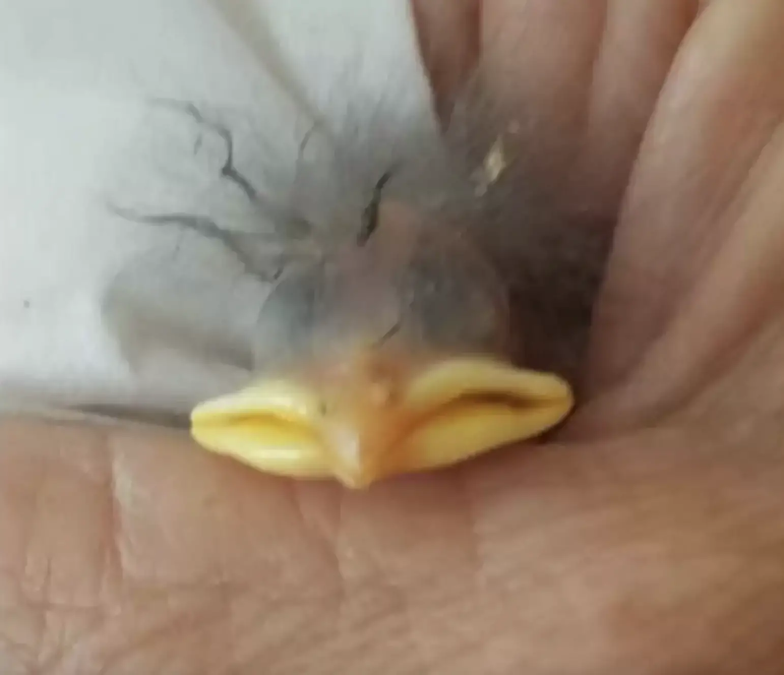 She decided to save and care for it.