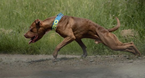 She showed two types of pit bulls.