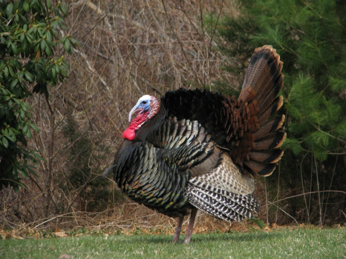 Can Birds Smell Food?