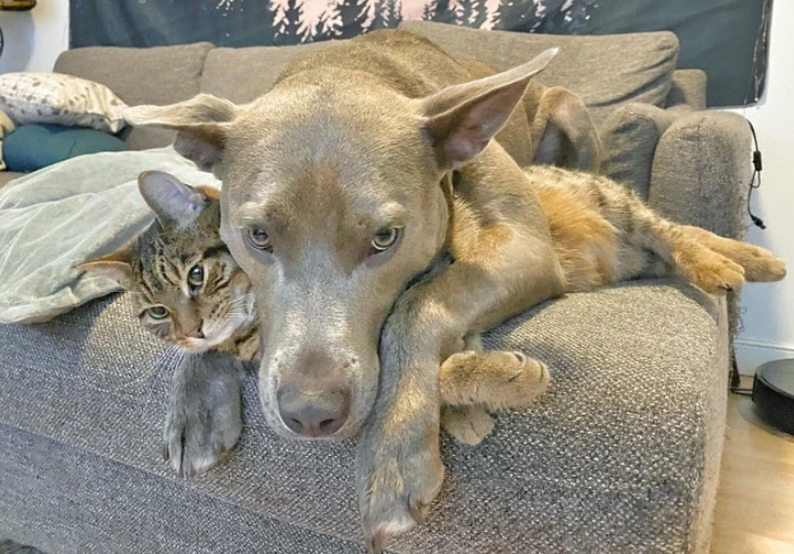 1. "Pawsitively Purrfect Pals: A Dog and Cat's Unbreakable Friendship"
