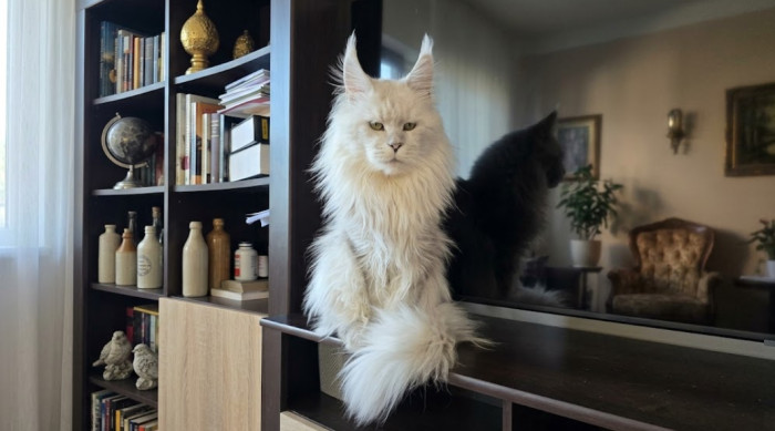 Can ear shape tell you whether a cat is part Maine Coon?