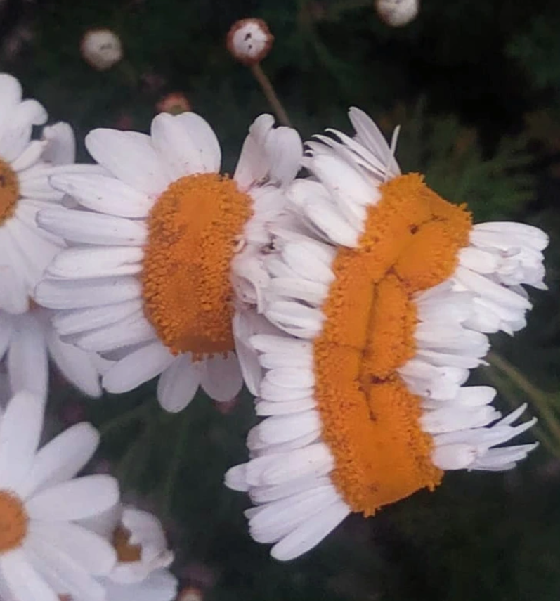 3. "In my grandma's garden, an unusual combination of flowers sprouted."