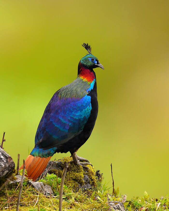 “Himalayan Monal”