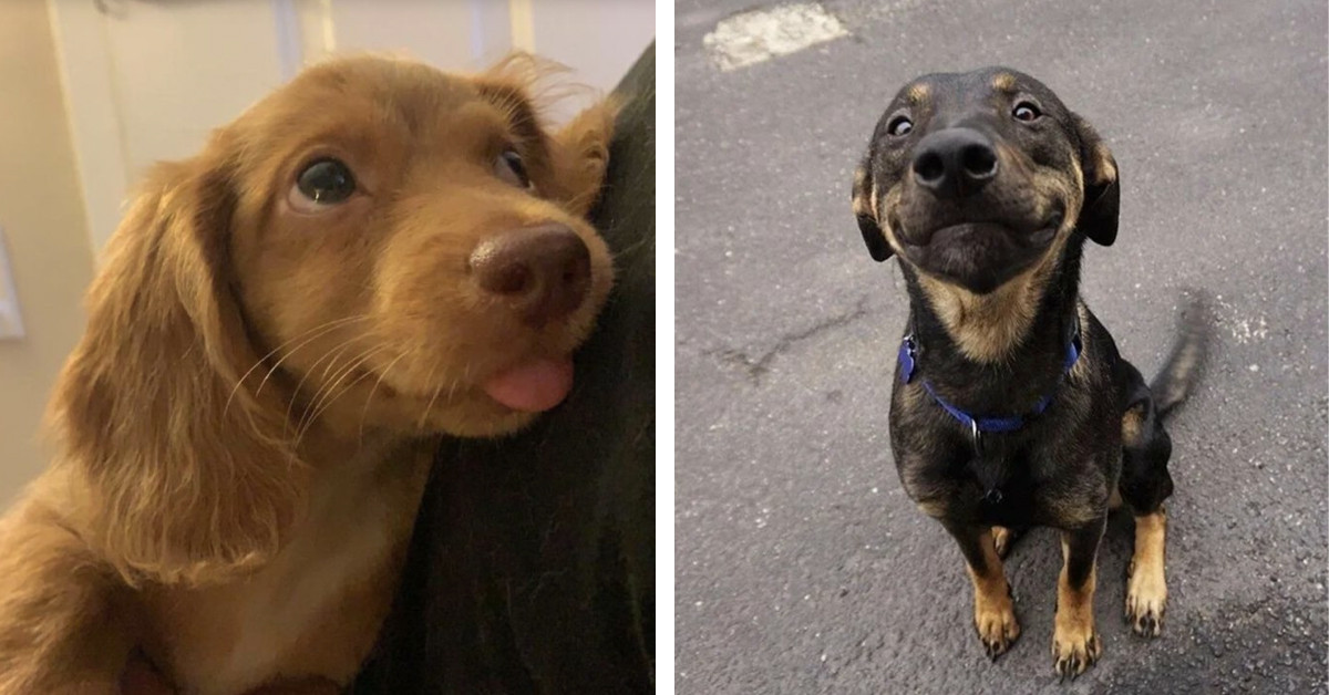 These 21 Adorable Dog Photos Will Restore Your Faith in Pure Unconditional Love