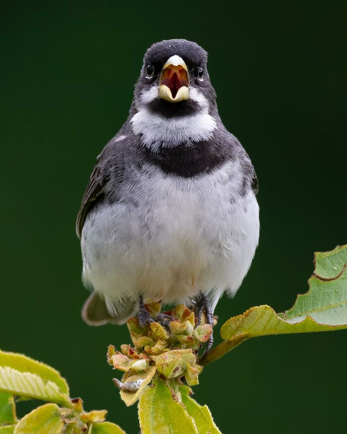 Double-Collared Seedeater