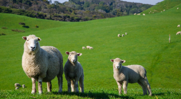 Sheep