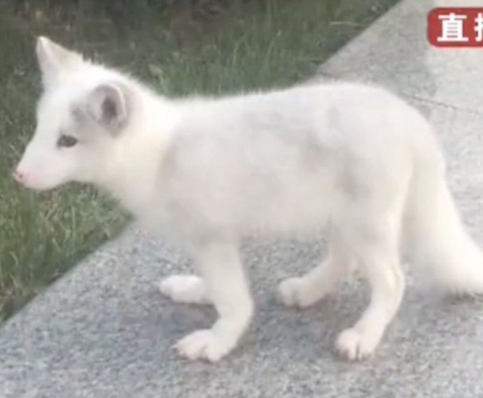 Ms. Wang bought an adorable Japanese Spitz puppy from a pet store in China and was thrilled to welcome the new addition to her family and give it all her love.