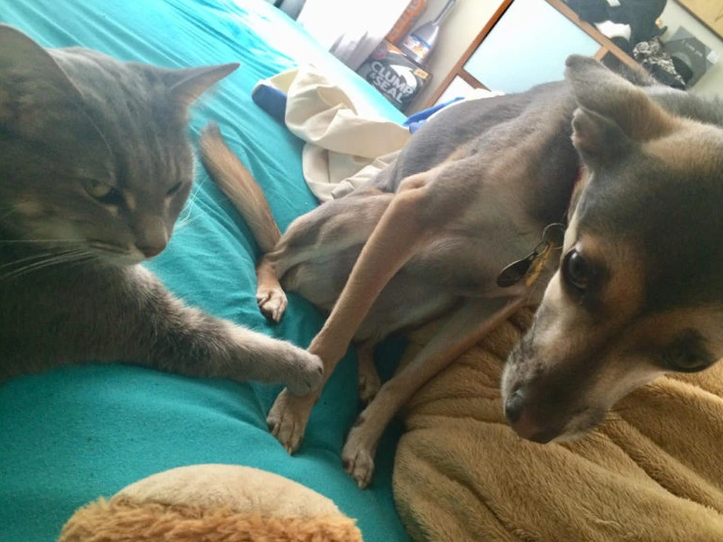 3. "My Dog's Secret: Terrified of the Cat, and She's Fully Aware!"