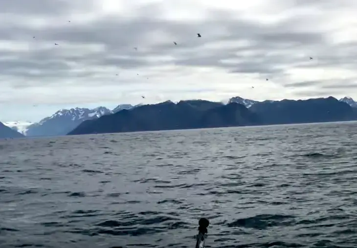 Seward, in Alaska's Kenai Peninsula, attracts tourists for whale watching. Visitors from around the globe flock for scenic cruises in Kenai Fjords National Park, seeking to glimpse these majestic creatures.