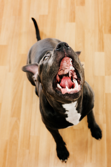 The dog probably barked louder.