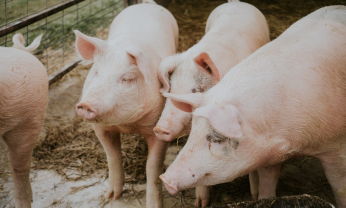 Pigs