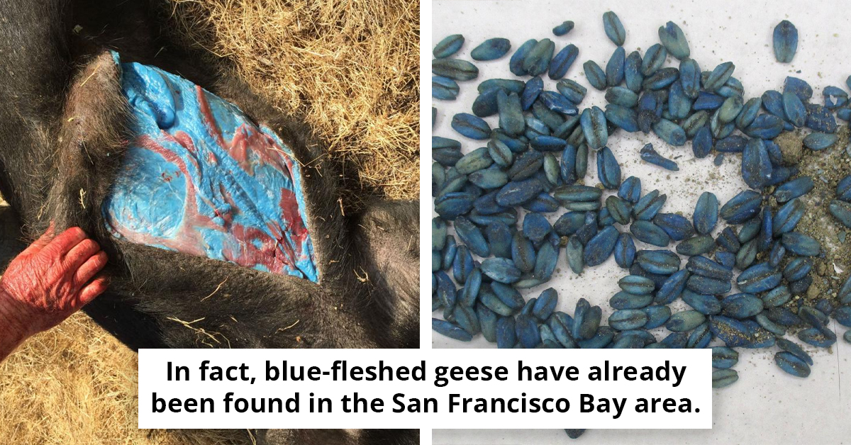 Meat-Eaters Warned as Wild Pigs Found With Fluorescent Blue Flesh