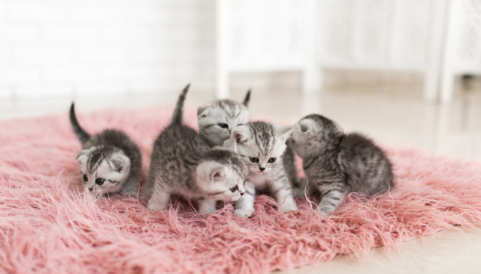 Interesting Facts About Cats and History